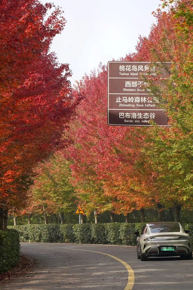 江北这里，红透了！