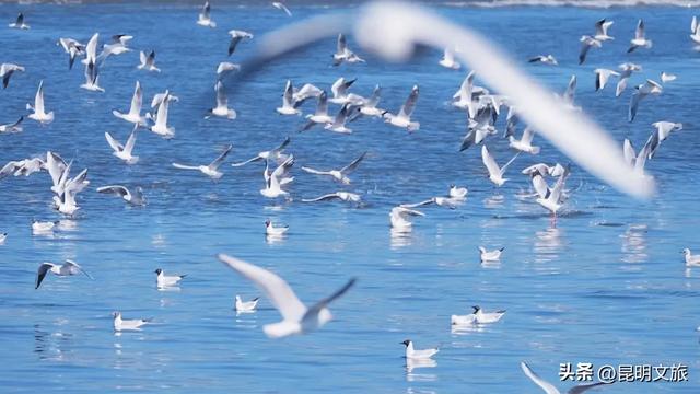 “红”爆！是谁还没有Get昆明的冬天？你知道12月的滇池有多绝？周末冲~