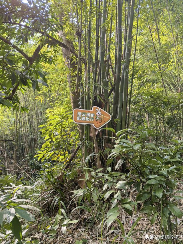 户外徒步之挑战缙云九峰，从健身梯道到狮子峰，走了四小时