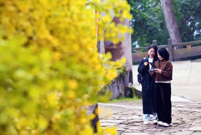 实拍！超美！成都第一波银杏已经黄了