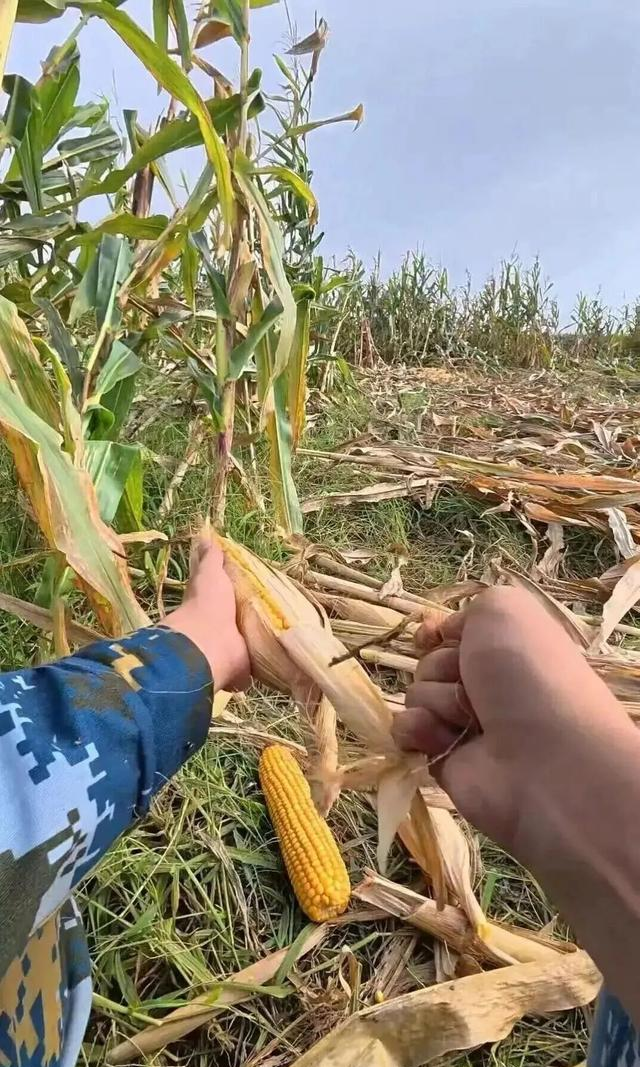 “在老家掰了7天半玉米”的青岛大学生火了	，连人民日报都“惊