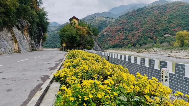 徽县嘉陵江畔菊花盛放 重阳佳节绘就金色画卷