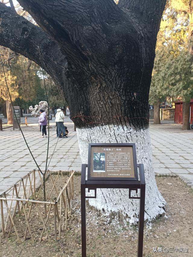 无为在歧路，二十四登泰山2