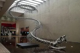 5800万年前地球霸主是蛇？长达12米巅峰时称霸地面，后来怎样了？图片