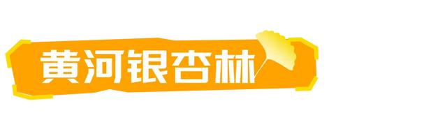 山东:时至初冬,银杏正当时