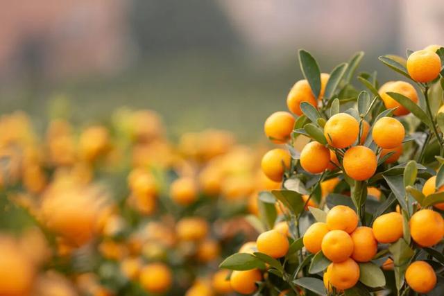 成都8个值得一去的批发市场！年货、鲜花、水果