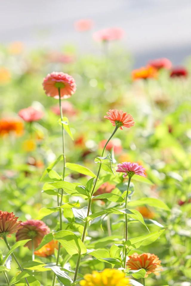 邂逅秋日烂漫：丰泽这片花海美丽绽放，就藏在……