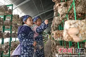 甘肃兰州:萌娃趣采“菇” 田园研学忙图片