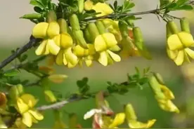 阳雀花：这山野间的金雀儿，舌尖上的春之味，你的家乡还有吗？图片