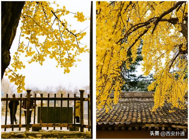 古观音禅寺谢幕？这里的千年银杏，才是最后的隐藏彩蛋！