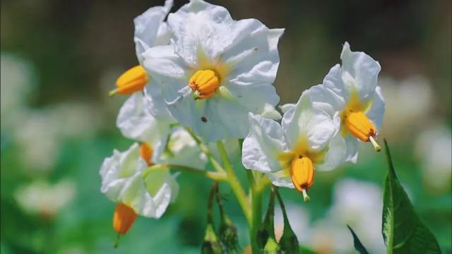 洋芋开花赛牡丹