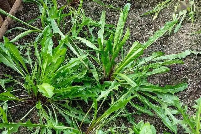 野菜美味背后的真相,苦菜荠菜小心致癌,被警告不再贪吃