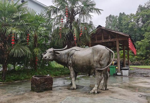 杨家坪