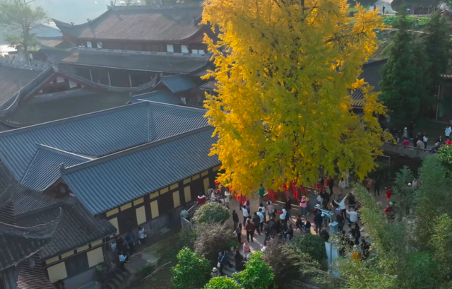 重庆低调的寺庙，有棵1200年银杏树，12月正是最佳观赏期