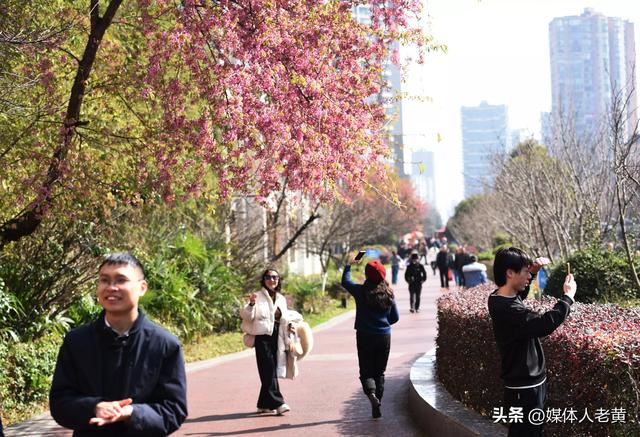 六盘水市水城河畔冬樱和梅花盛开鸟语花香引客来