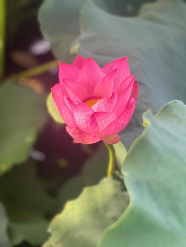夏日西湖，8月9日。