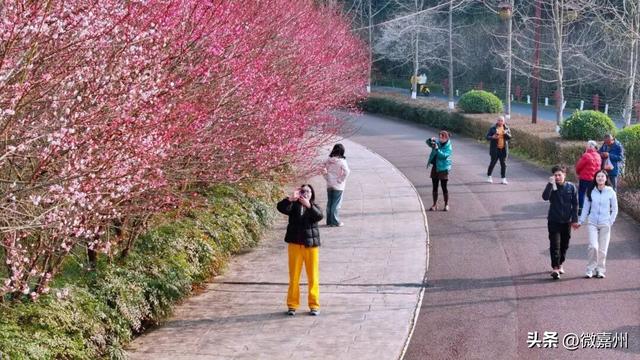 梅香漫绿心 嘉州绿心公园迎赏梅热潮