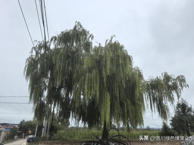 秋风，秋雨，秋景