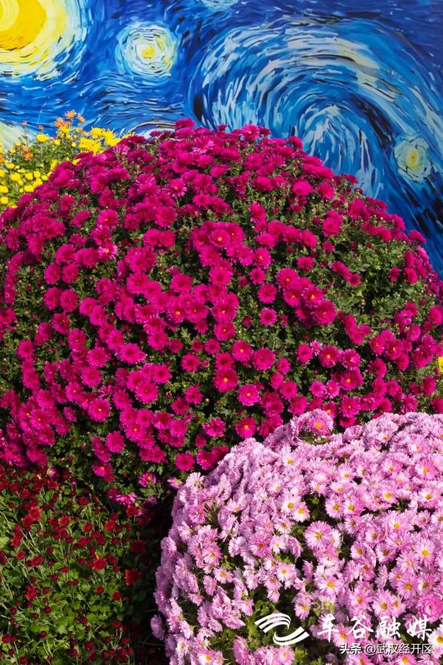 这个秋天，来武汉经开区共赴一场菊花之约