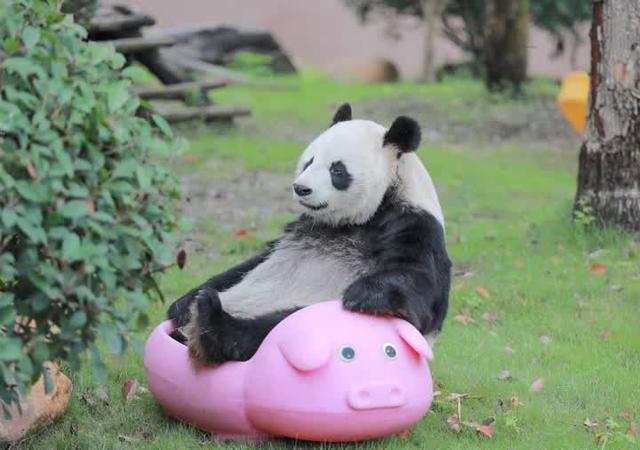 今天，扬州世博园熊猫馆正式向游客开放