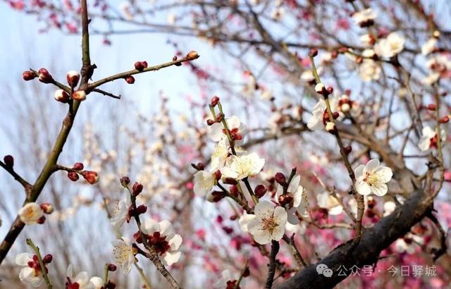 【大美驿城】梅花吐蕊迎春开 暗香浮动香满城