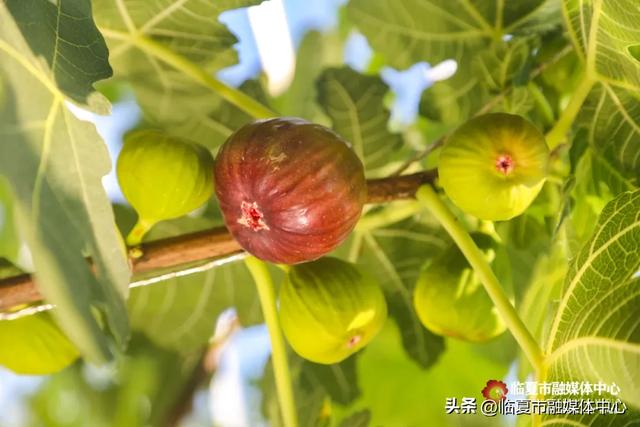 秋天的第一口甜,何必远方?临夏市大庄村的“养颜果”甜到心坎里~
