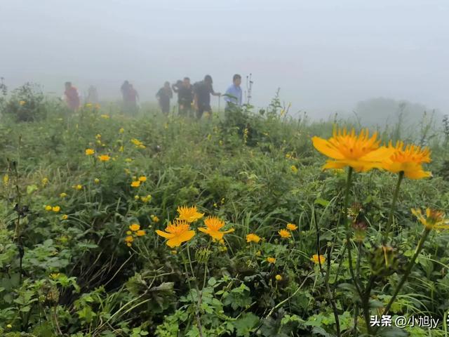来呀，去白云山看金莲花，辽阳县大黑山风景区境内的白云山