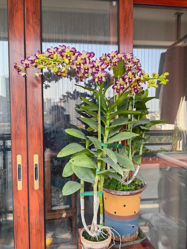 女子晒“满阳台的石斛花”，不可方物，网友：我的天，难道是真的