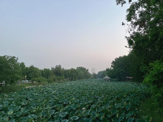 晨观玄武湖