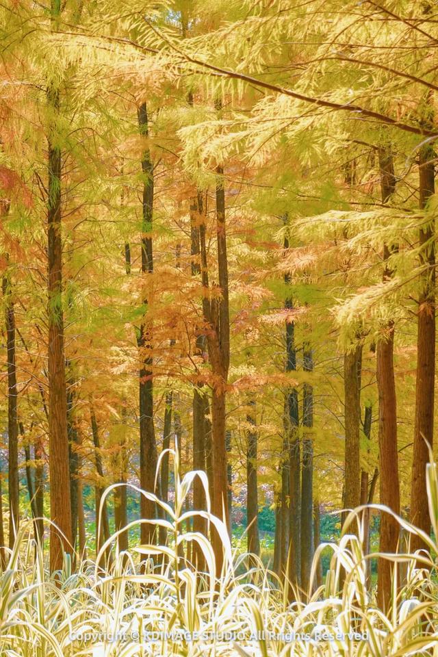 深圳秋日限定:三处落羽杉秘境,邂逅南国绚烂!