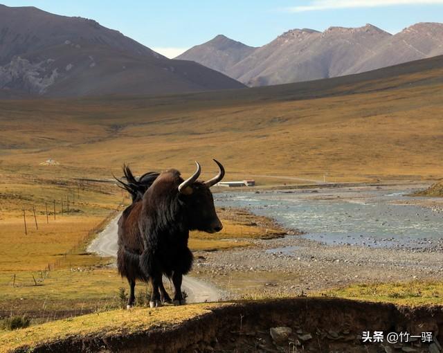 青海布哈河湿地：青海湖的母亲河