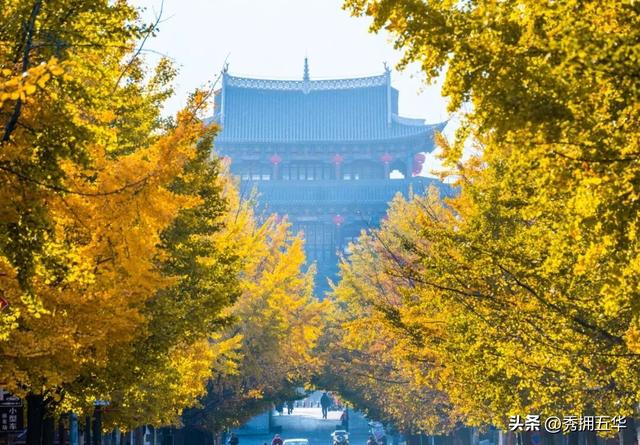 有一种叫云南的生活｜大理古城银杏，太美了！
