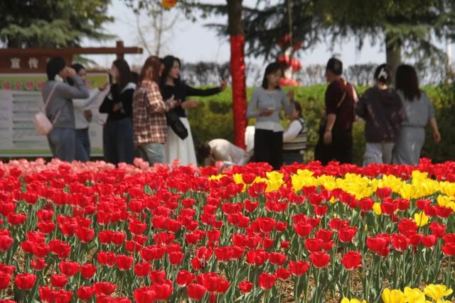 【春季赏花 畅游南阳】这个春天 “南阳花事”美出新境界