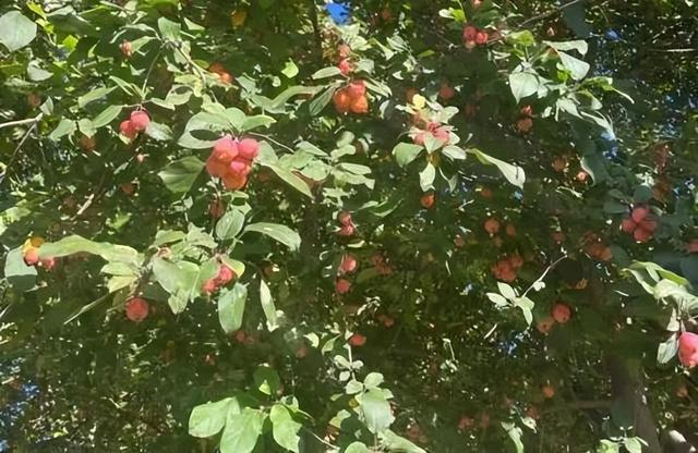 一叶知秋！2025年石家庄市城区赏秋指南来啦 这些地方别错过