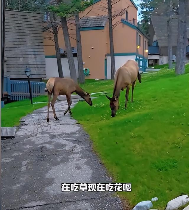 闯祸了！央视主持人出国旅游，携妻女高调炫海外生活，被网友骂惨