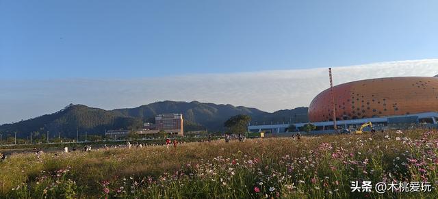 四会体育馆！千株格桑花盛放引万人打卡，全运会氛围藏着浪漫花海