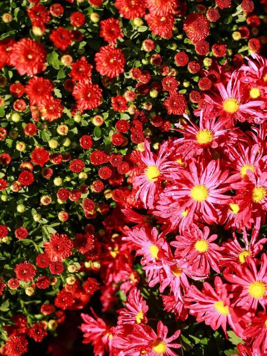 230种“秋韵”上线！拱墅这片花海藏不住了