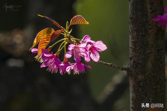 灵鹫山的野樱花快谢了,今年还没看的就别去打扰无为寺的清静啦