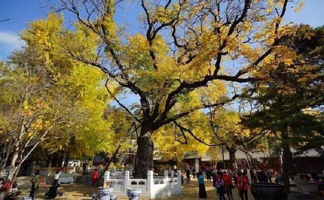 中国有一古寺，庙不大，却有武警24小时站岗，有何“过人之处”？