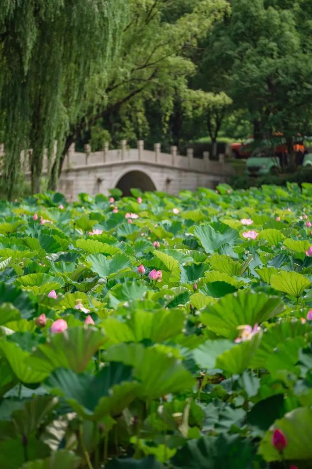 看“苏超”，乘高铁直达张家港，解锁五大主题玩法→