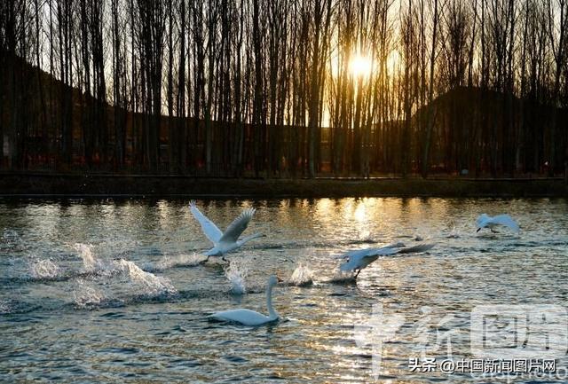 辽宁朝阳：冬季到天鹅湾看天鹅