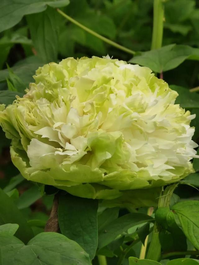 护航牡丹文化节丨黑的白的红的黄的紫的绿的蓝的