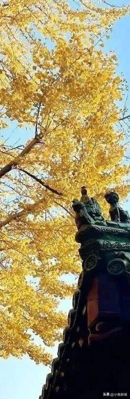 这个秋天，连云港最美的是……