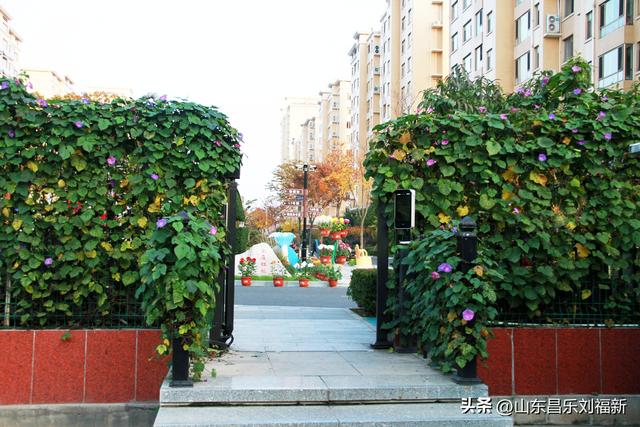 携老伴虹桥花园赏菊（上）