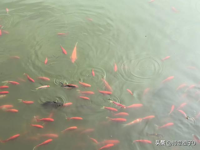 盂县水神山: 风景秀美 避暑圣地