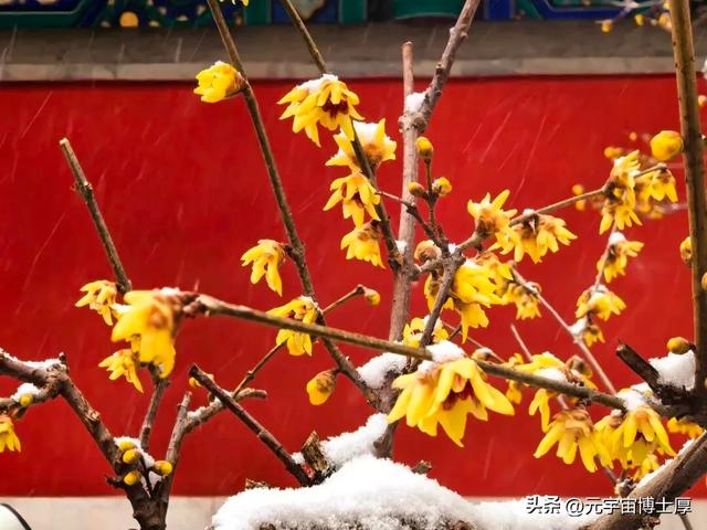 北京下雪后天寒地冻数九寒天大雪小雪冬至又一年注意保暖