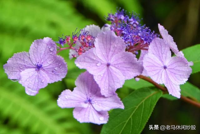茨竹沟——鸡冠山深处的清凉秘境
