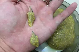 春季野钓饵料大揭秘！鲫鱼最爱这5种，轻松拿捏大板子图片