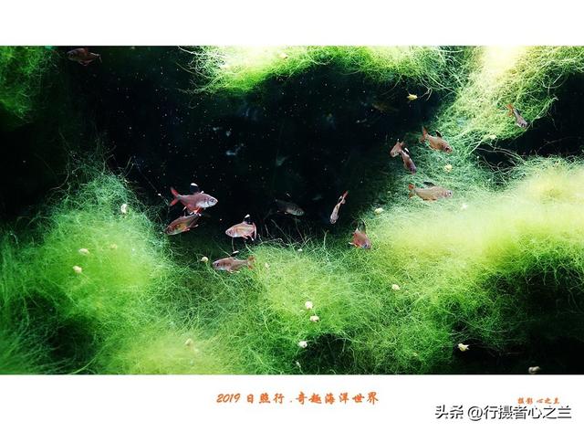 山东行游影记（90）—日照奇趣海洋世界（一）