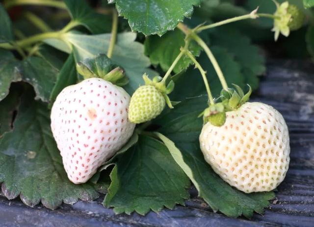 苏州本地草莓上市啦！来看这份采摘攻略